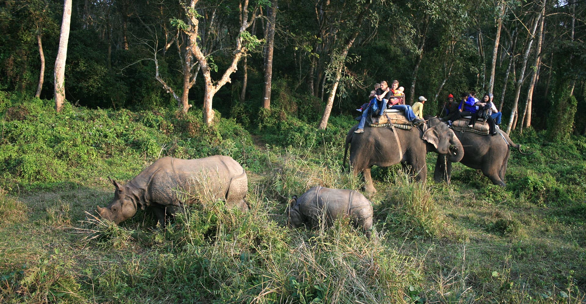 Chitwan Jungle Safari Day Tour
