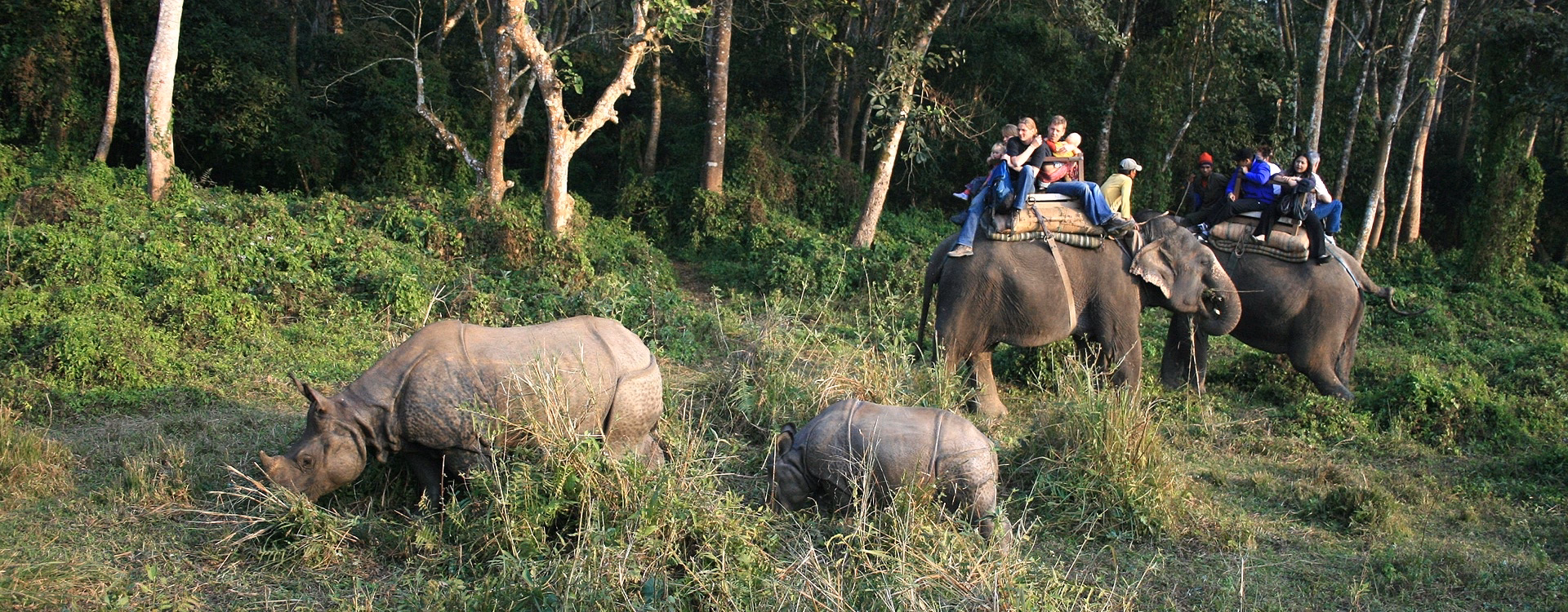 Chitwan Jungle Safari Day Tour