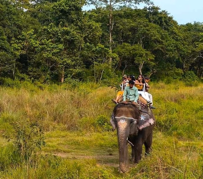 Chitwan Jungle Safari Day Tour